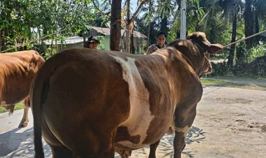 **Sapi-Milik-Bhabinkamtibmas-Terpilih-Jadi-Hewan-Kurban-Presiden-Prabowo-di-Indragiri-Hulu**