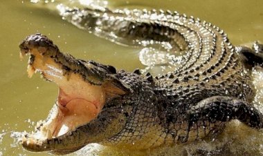 Berniat-Mencari-Ikan,-Salah-seorang-Warga-Di-Terkam-Buaya,-Kapolres-Ucapkan-Belasungkawa