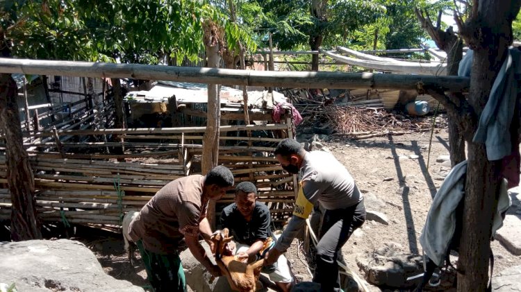 Bhabinkamtibmas Bersama Koordinator Peternakan Sambangi Peternakan Kambing Di Desa Kalikur.