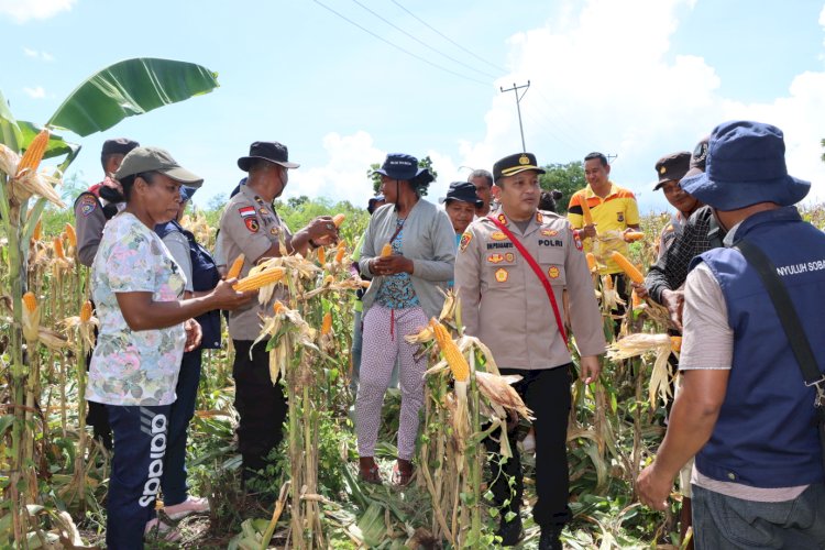 Kapolres Hadiri Kegiatan Panen Jagung Perdana Pada Lahan Kantor Polsubsektor Ile Ape.