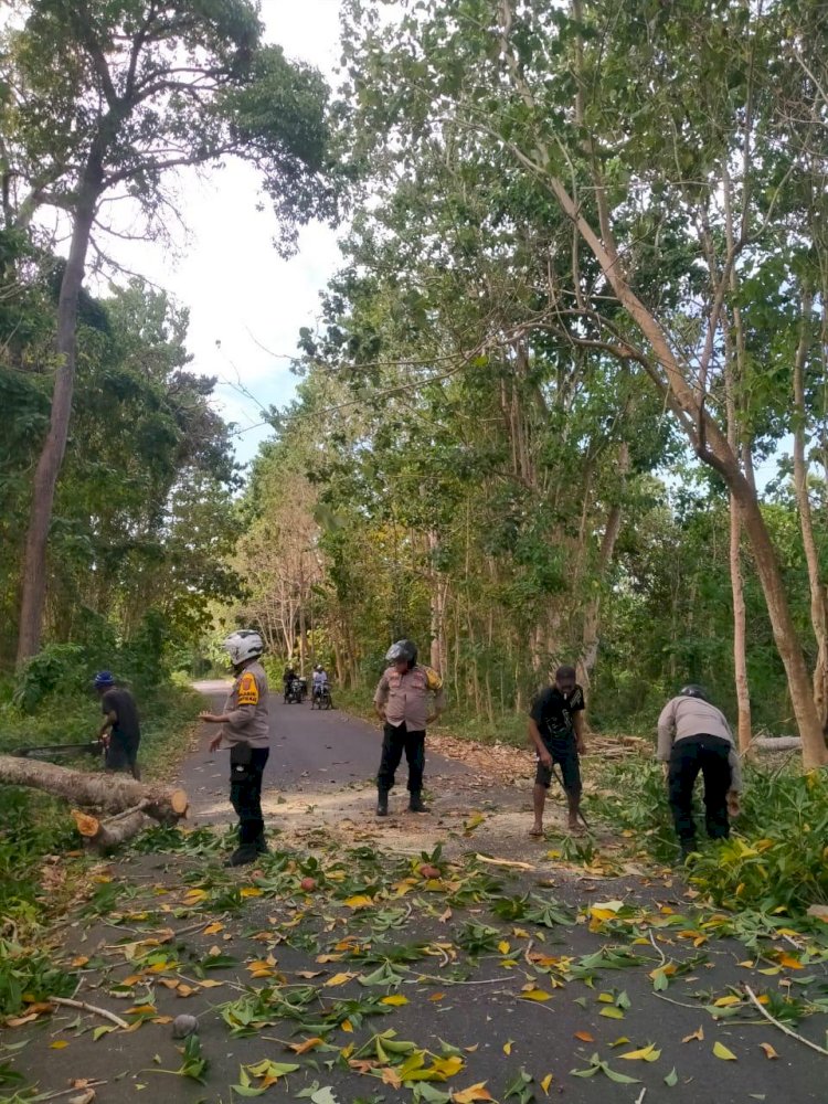 Gerak Cepat Kapolsek Nagawutung Bersama Bhabinkamtibmas Bersihkan Pohon Tumbang, Akses Jalan Loang–Pasir Putih Kembali Lancar.