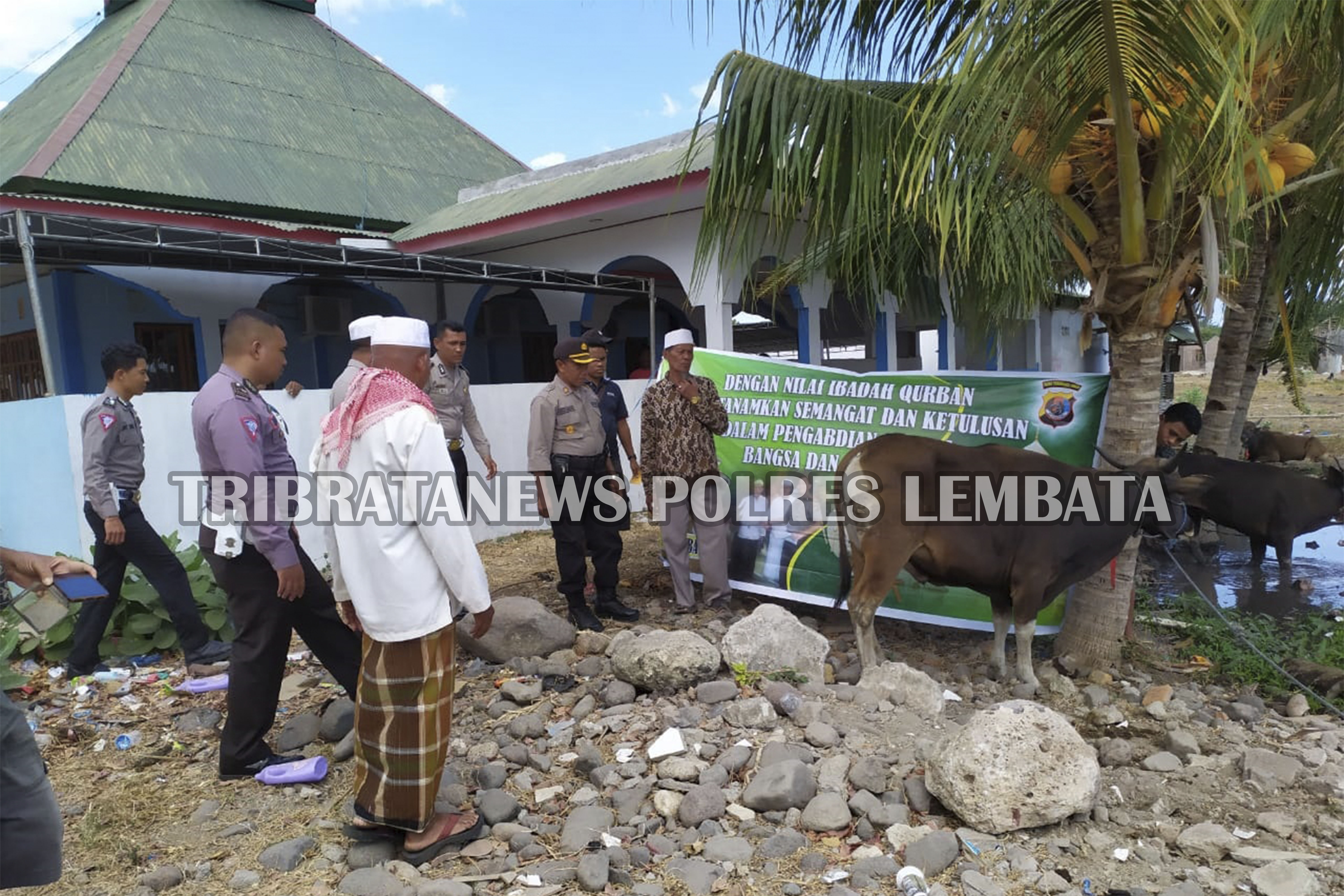 SETELAH LAKSANAKAN PENGAMANAN SHOLAD IED, POLRES LEMBATA SERAHKAN HEWAN KURBAN