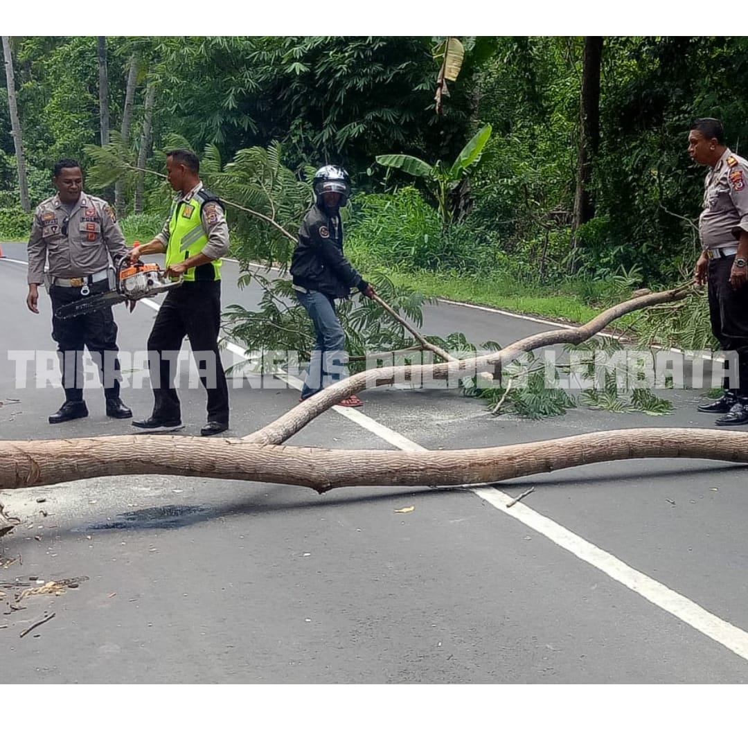 TEMUKAN POHON YANG HAMPIR TUMBANG DAN MENUTUPI JALAN, SATLANTAS POLRES LEMBATA LAKUKAN INI